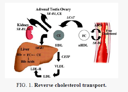 biochemistry-cholesterol