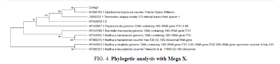 biosciences-phylogetic