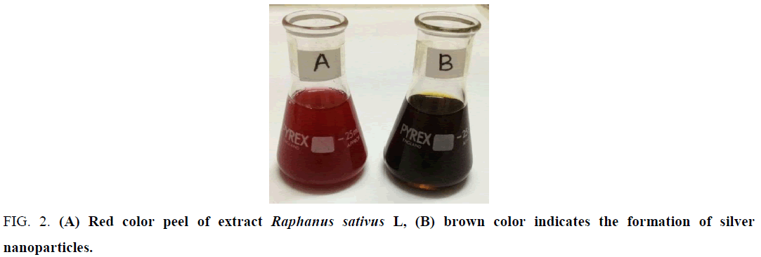 biotechnology-Red-color-peel-extract-Raphanus-sativus
