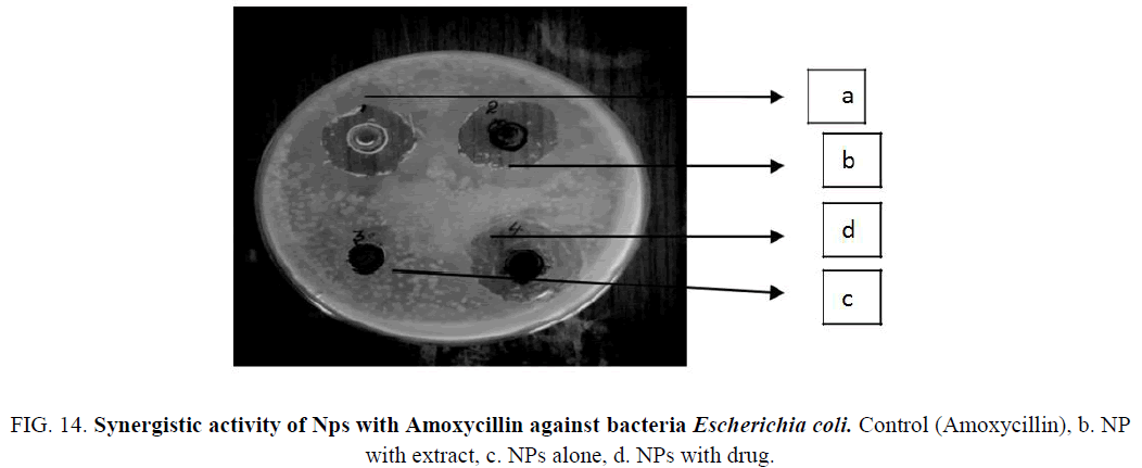 biotechnology-Synergistic-Amoxycillin-bacteria