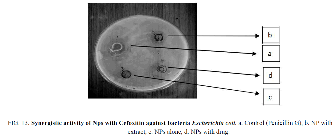 biotechnology-Synergistic-Cefoxitin-bacteria