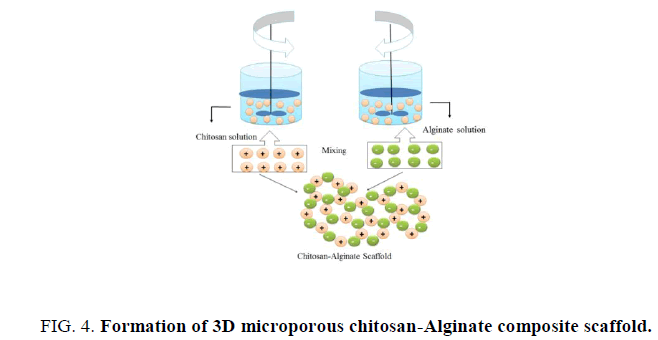biotechnology-microporous-chitosan-Alginate