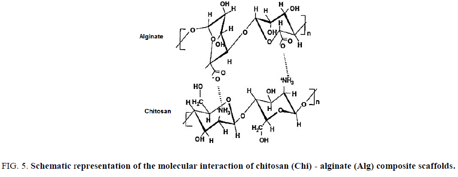 biotechnology-molecular-interaction-chitosan