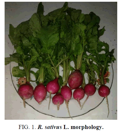 biotechnology-sativus-morphology