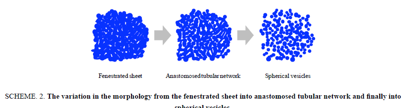 chemxpress-fenestrated-sheet-anastomosed-tubular-network